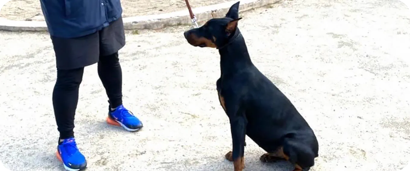 噛み犬や獰猛な犬種にも対応可能なトレーニング_イメージ画像