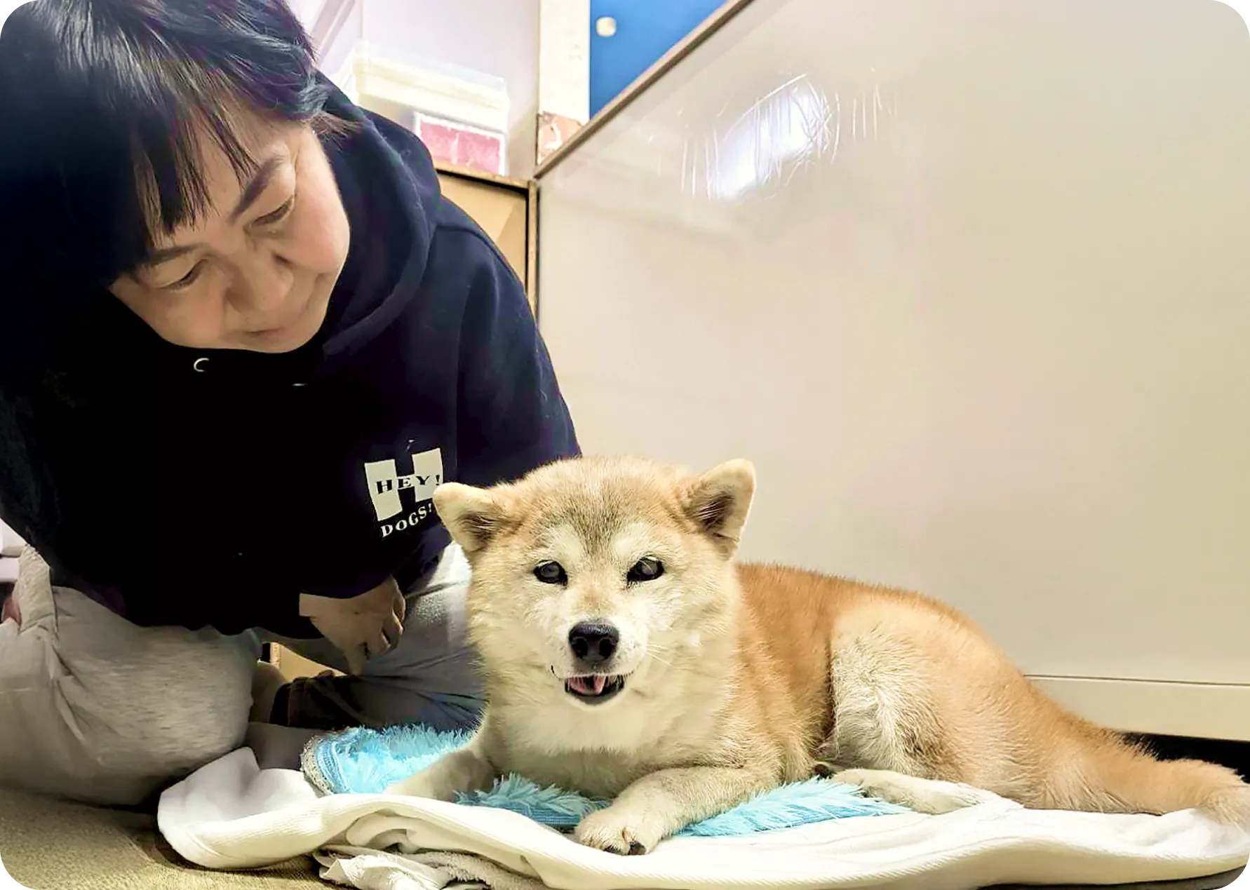 シニア犬、介護経験のあるスタッフ_イメージ画像