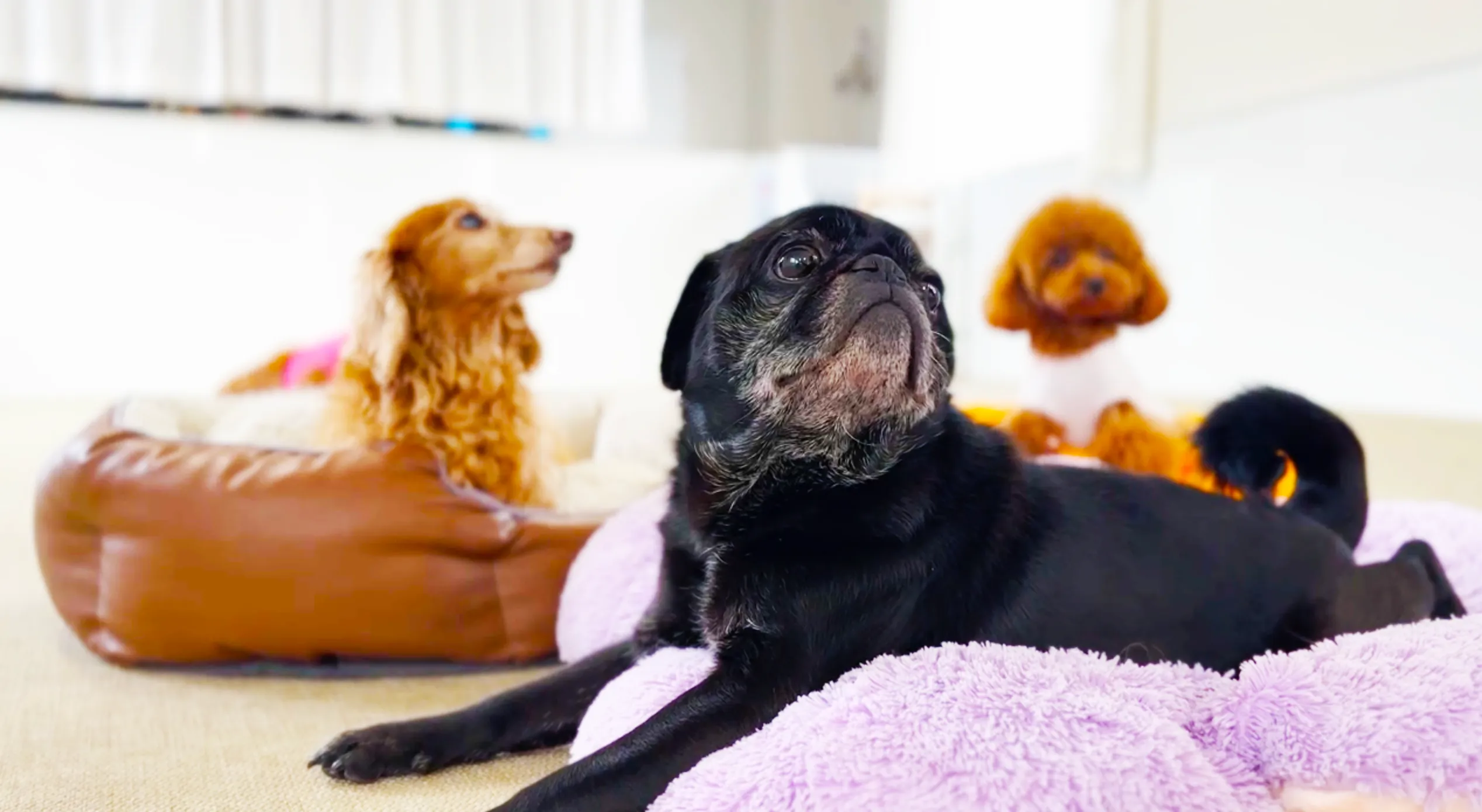 愛犬ホテル・一時預かり